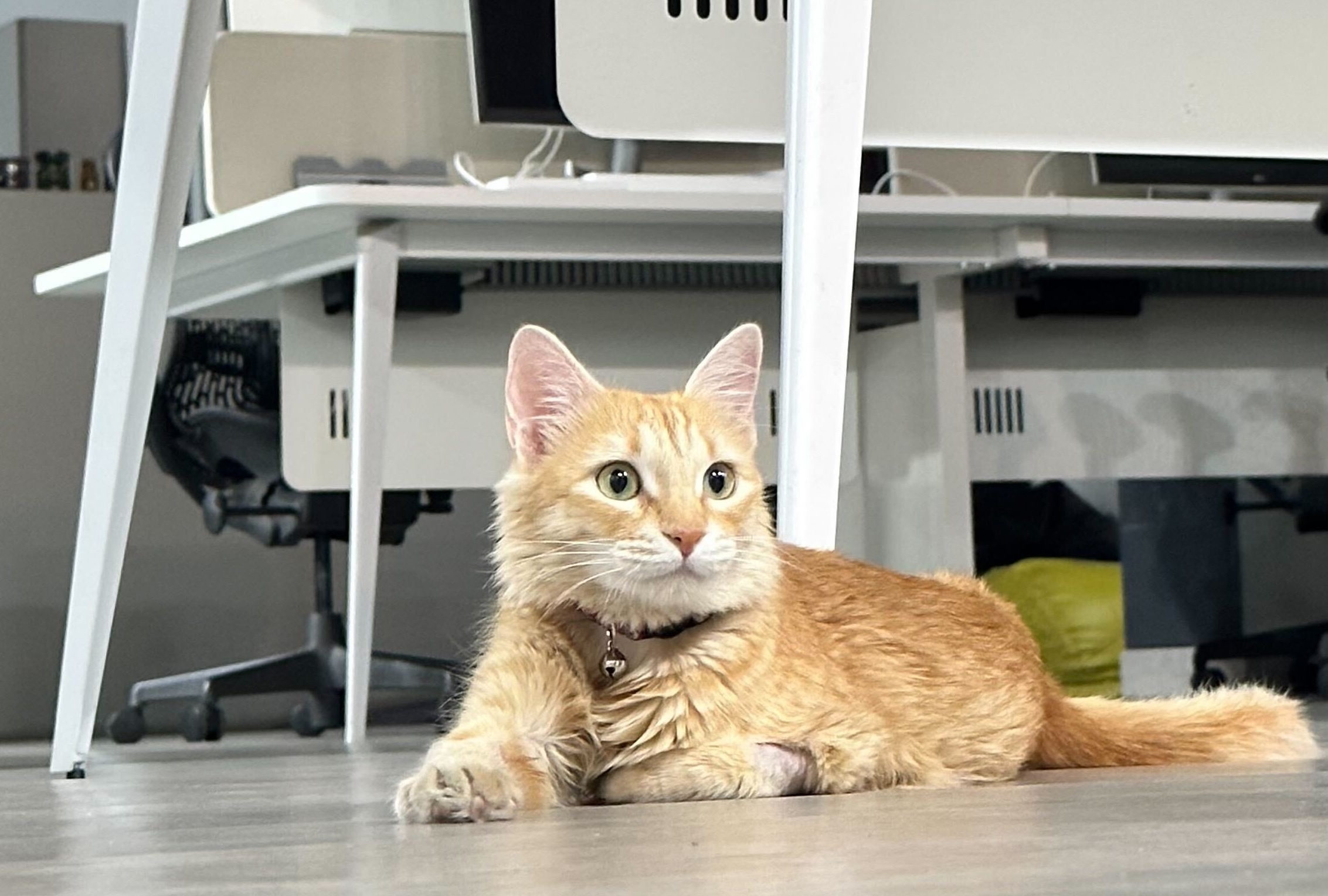 Jhumri the cat, sitting on floor looking at some ghost, probably.